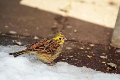 Close-up of bird - yellowhammer -perching on the ground