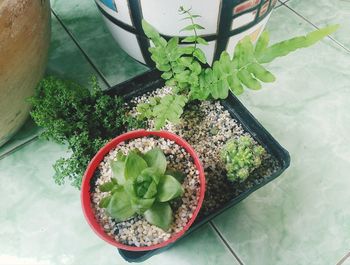 High angle view of potted plant on table