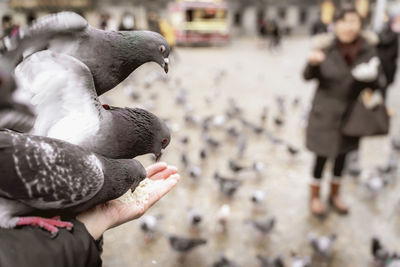 People feeding pigeons in city