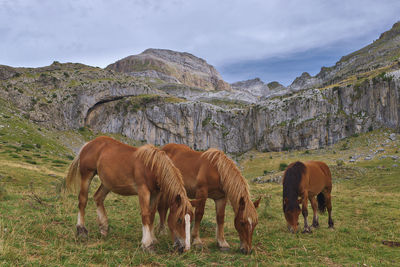 Horses grazing in the outdoors, in a meadow 