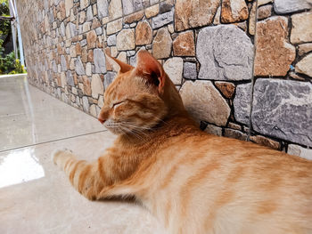 Close-up of a cat on wall