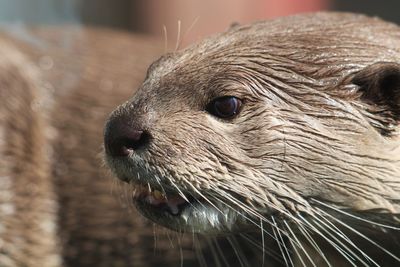 Close-up of an animal looking away