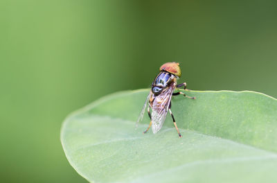 Close-up of fly on leaf