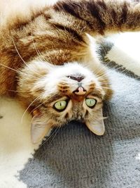 Close-up portrait of a cat