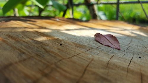 Close-up of butterfly on wood