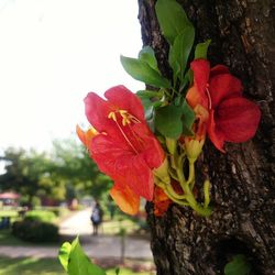 Close-up of red flowers