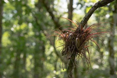 Close-up of plant growing in forest