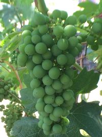 Close-up of grapes in vineyard