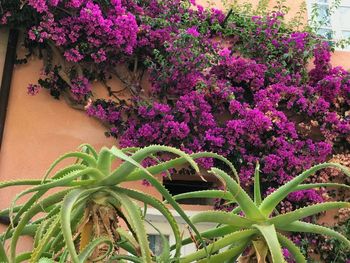 Close-up of pink flowering plant