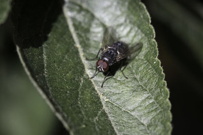 Close-up of fly on leaf