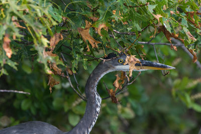 Close-up of bird perching on tree