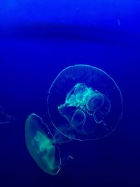 Close-up of jellyfish in sea