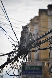 Low angle view of bird perching on cable against sky