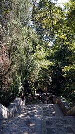 Footpath amidst trees in forest