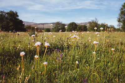 Close-up of wildflowers growing on field against sky