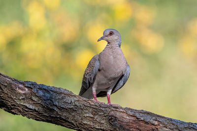 Close-up of bird perching on branch