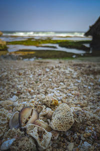 Close-up of shells on beach