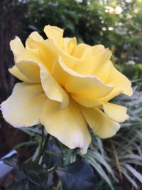 Close-up of yellow rose