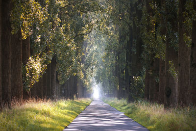 Road amidst trees in forest