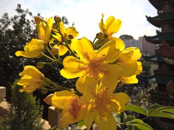 Close-up of yellow flowers