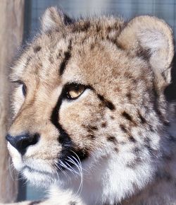 Close-up portrait of cat