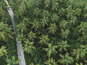 Aerial view of road amidst palm trees