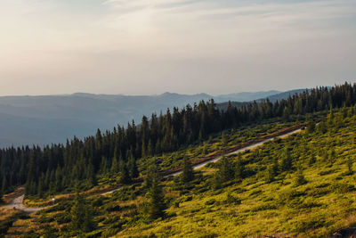 Scenic view of sunkissed pine forest in the mountains 