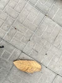 High angle view of dry leaf on sidewalk