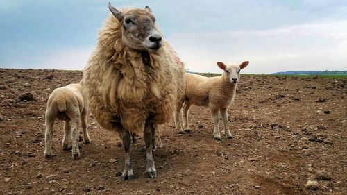 Sheep grazing on field