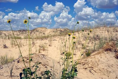 Scenic view of field against sky