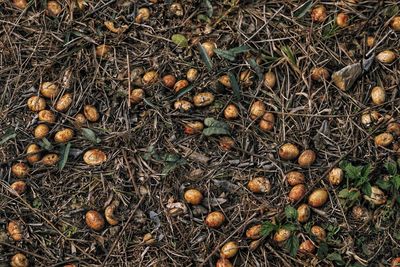 High angle view of dried plant on field