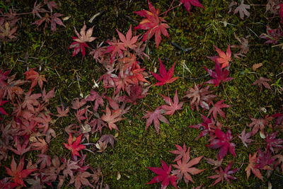 High angle view of autumnal leaves on field