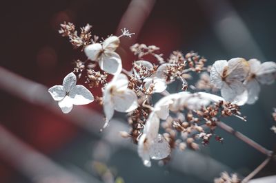 Close-up of white flowering plant