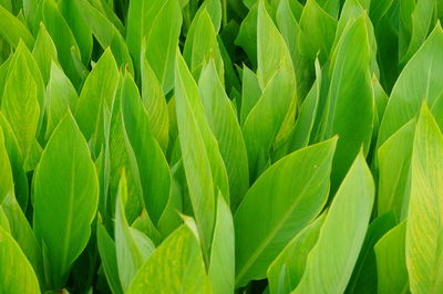 Full frame shot of crops growing on field