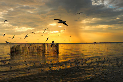 Silhouette birds flying over sea against sky during sunset