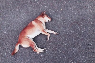High angle view of dog lying on road
