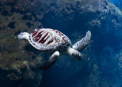 High angle view of turtle swimming in sea