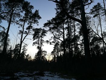 Low angle view of silhouette trees against sky