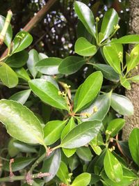 Close-up of leaves