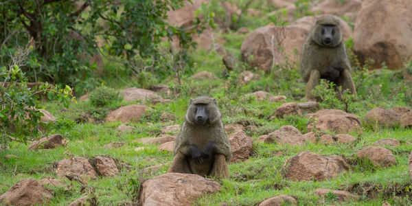 Baboons sitting in rocky field