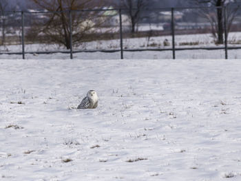 White snowy owl sits in the snow in the field