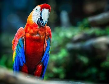 Close-up of colorful parrot