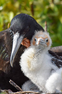 Close-up of a bird