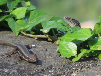 Close-up of a lizard