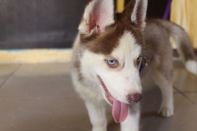 Close-up portrait of dog