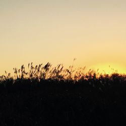 Silhouette plants on field against clear sky during sunset