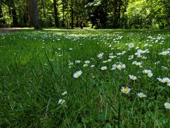 White daisy flowers on field