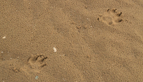 High angle view of footprints on sand at beach