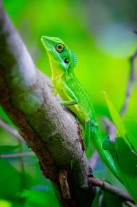 Green crested lizard on a branch of a tree