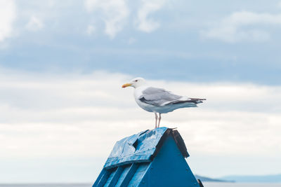 Seagull perching on a sea